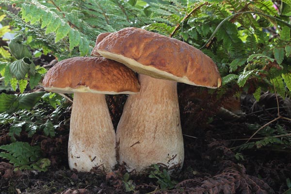 Белый гриб (Boletus edulis)