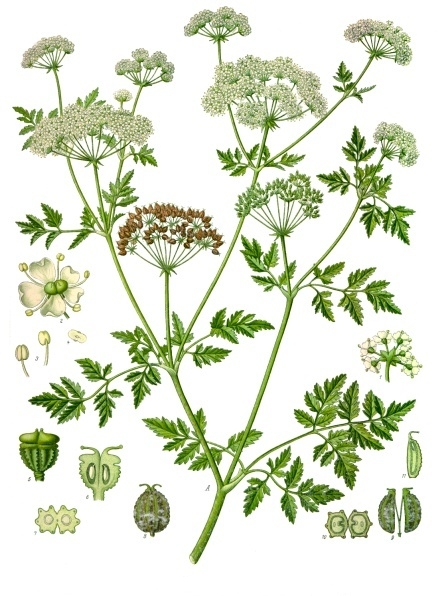 Болиголов пятнистый (Conium maculaturn)