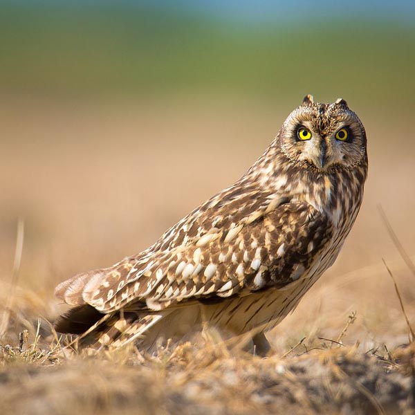 Болотная сова (Asio flammeus)