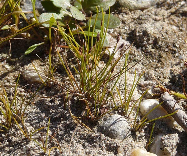 Болотница игольчатая (Eleocharis acicularis)