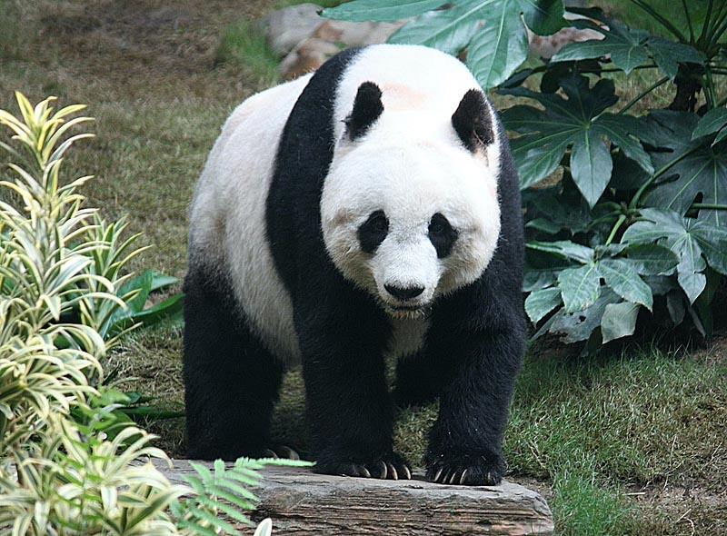 Большая панда (Ailuropoda melanoleuca)