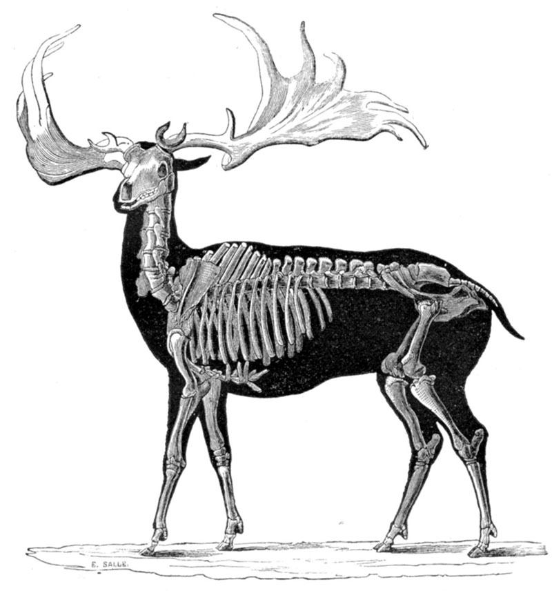 Реконструкция скелета большерогого оленя (Megaloceros giganteus)