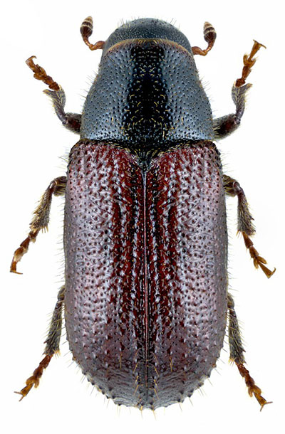 Большой сосновый лубоед, лесной стригун (Tomicus piniperda)