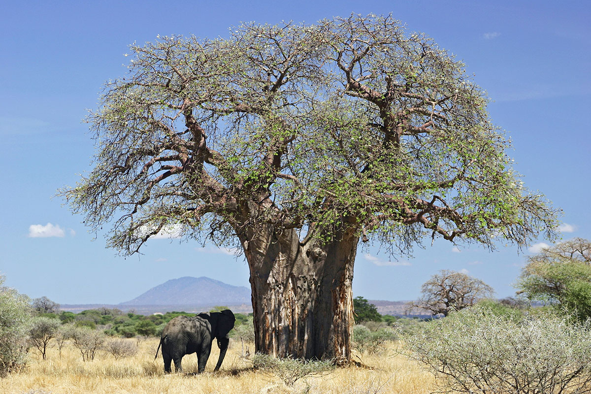 Баобаб (Adansonia digitata)