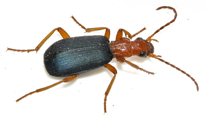 Бомбардир трескучий (Brachinus crepitans)