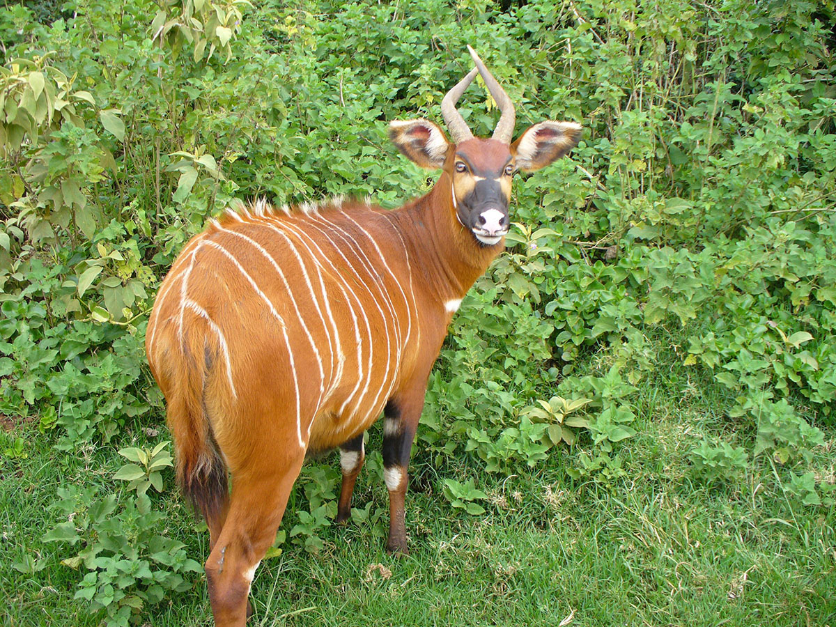 Самка восточного бонго (Tragelaphus euryceros isaaci)