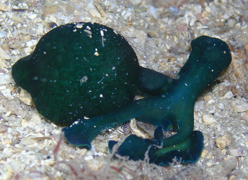 Bonellia viridis (взрослая самка)