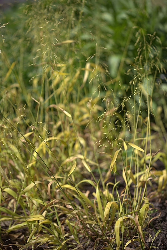 Бор развесистый (Milium effusum)