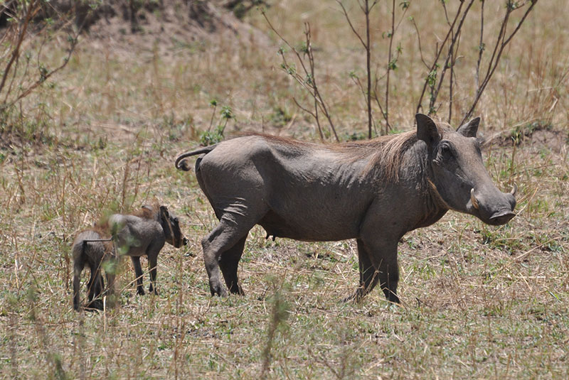 Самка обыкновенного бородавочника (Phacochoerus africanus) с детенышами