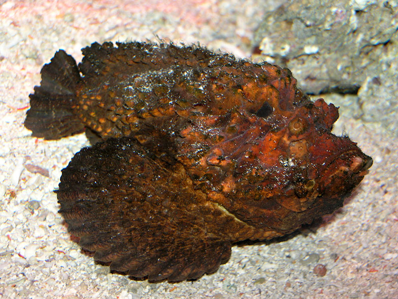 Бородавчатка (Synanceia verrucosa)
