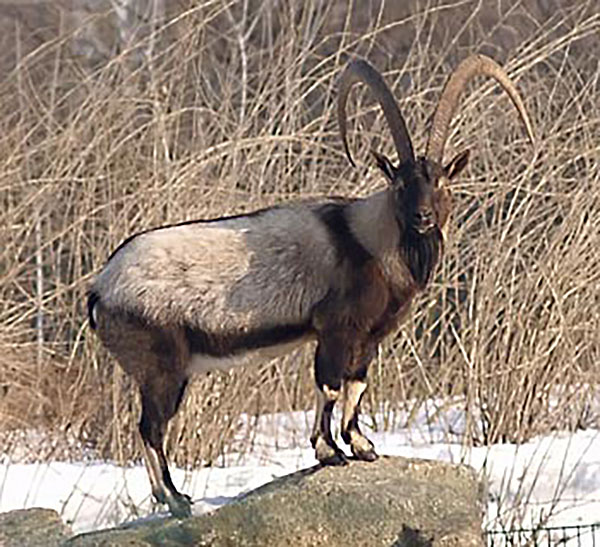 Кавказский бородатый козёл (Capra aegagrus aegagrus)