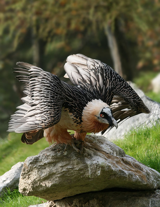 Бородач (Gypaetus barbatus)