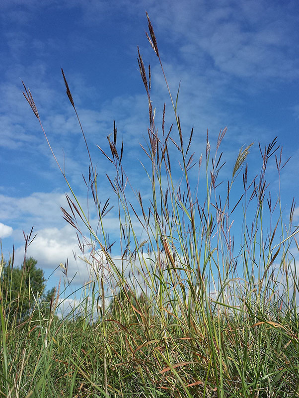 Бородач обыкновенный (Bothriochloa ischaemum)