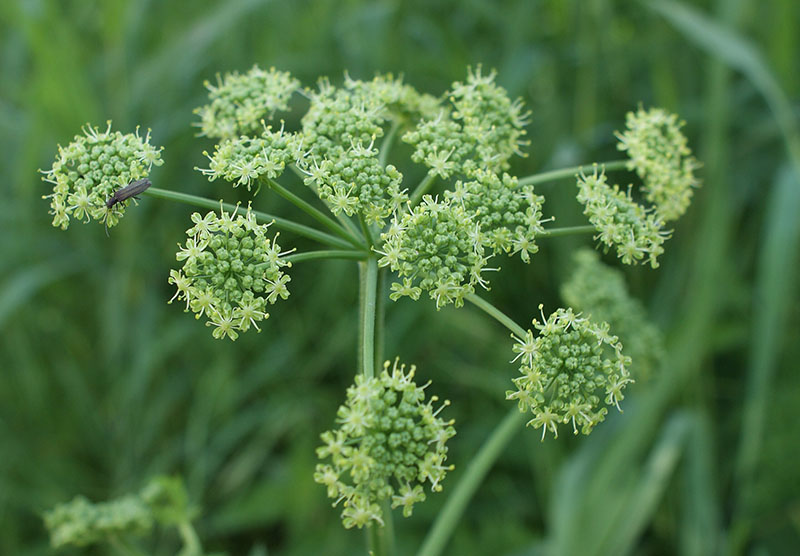 Соцветие борщевика сибирского (Heracleum sibiricum)