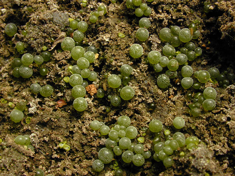 Botrydium granulatum