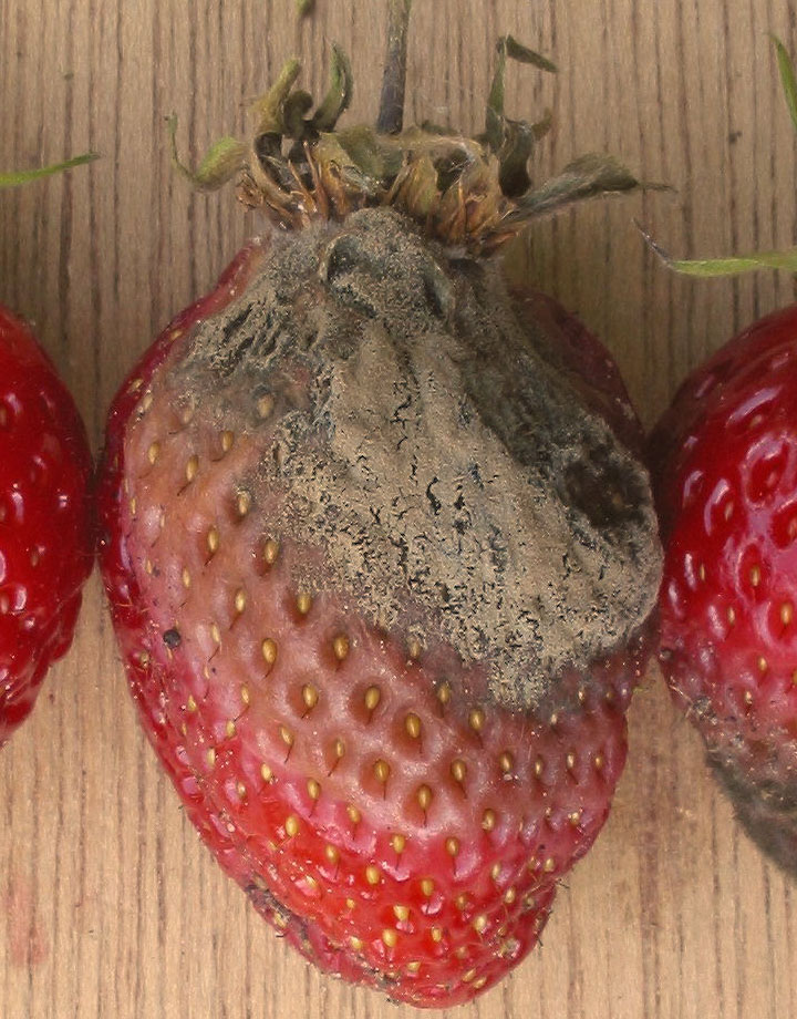 Ботритис серый (Botrytis cinerea) на плодах клубники