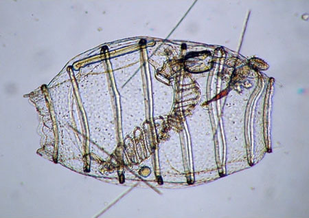 Бочёночник Doliolida sp.
