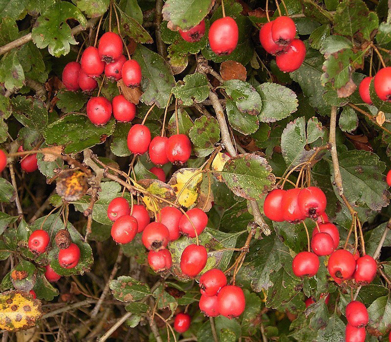 Плоды боярышника обыкновенного (Crataegus laevigata)