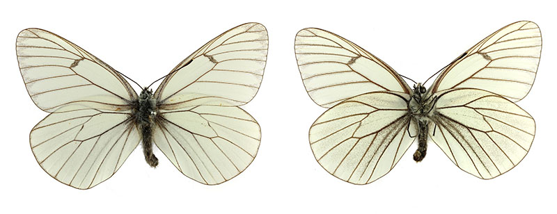 Боярышница (Aporia crataegi)