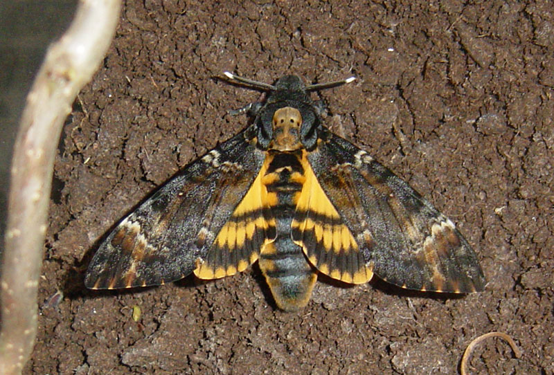 Бражник мёртвая голова (Acherontia atropos)