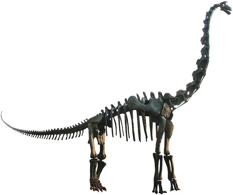 Смонтированный скелет Brachiosaurus altithorax в Филдовском музее естественной истории в Чикаго, созданный на основе голотипа FMNH P25107, с недостающими частями, полученными от смонтированного скелета Giraffatitan brancai MB.R.2181 в Музее естествознания в Берлине.