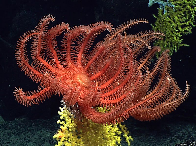 Морская звезда Novodinia pacifica