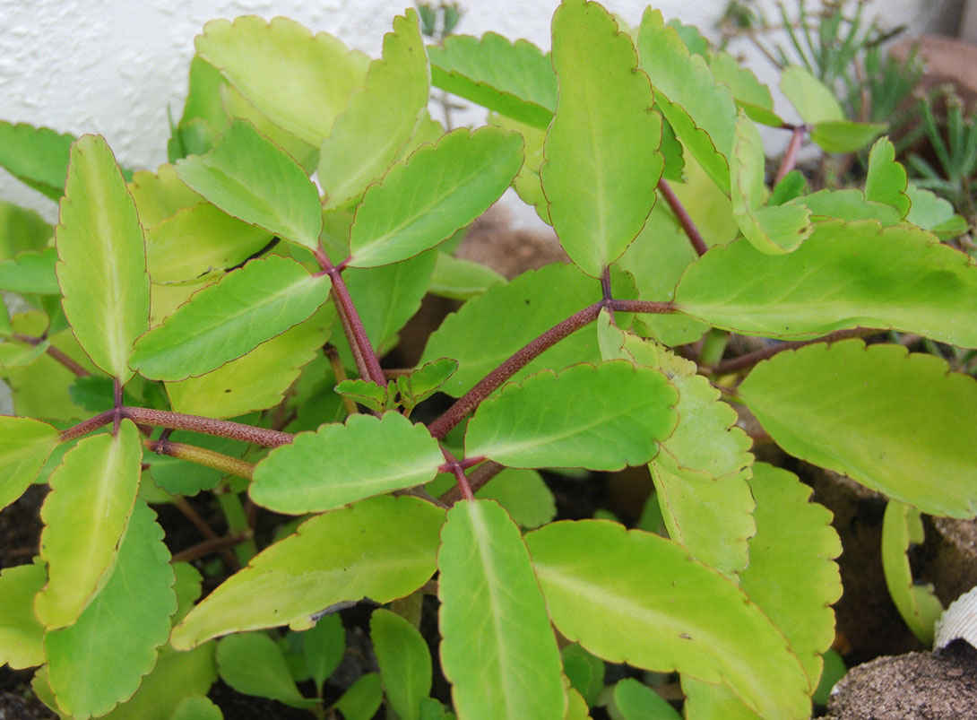 Бриофиллум перистый (Bryophyllum pinnatum)