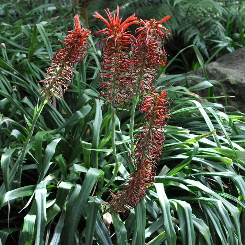 Питкерния игольчатая (Pitcairnia spicata)