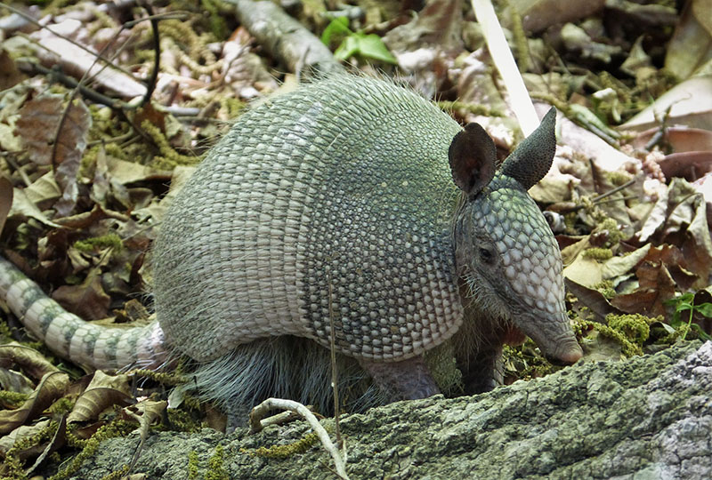 Девятипоясный броненосец (Dasypus novemcinctus)