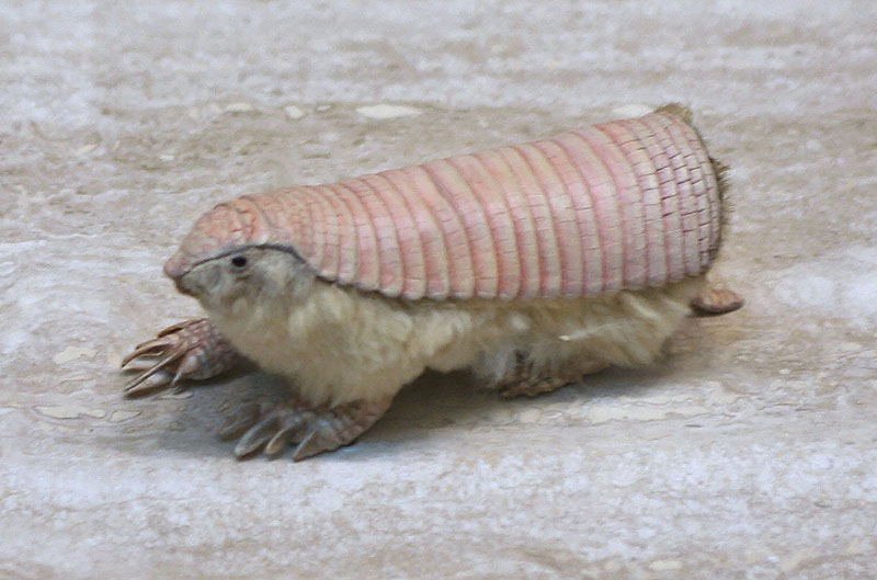 Плащеносный броненосец (Chlamyphorus truncatus)