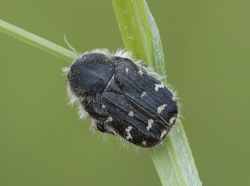 Бронзовка мохнатая (Tropinota hirta)