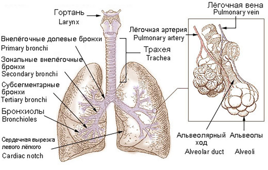 Бронхи, бронхиальное дерево и лёгкие человека