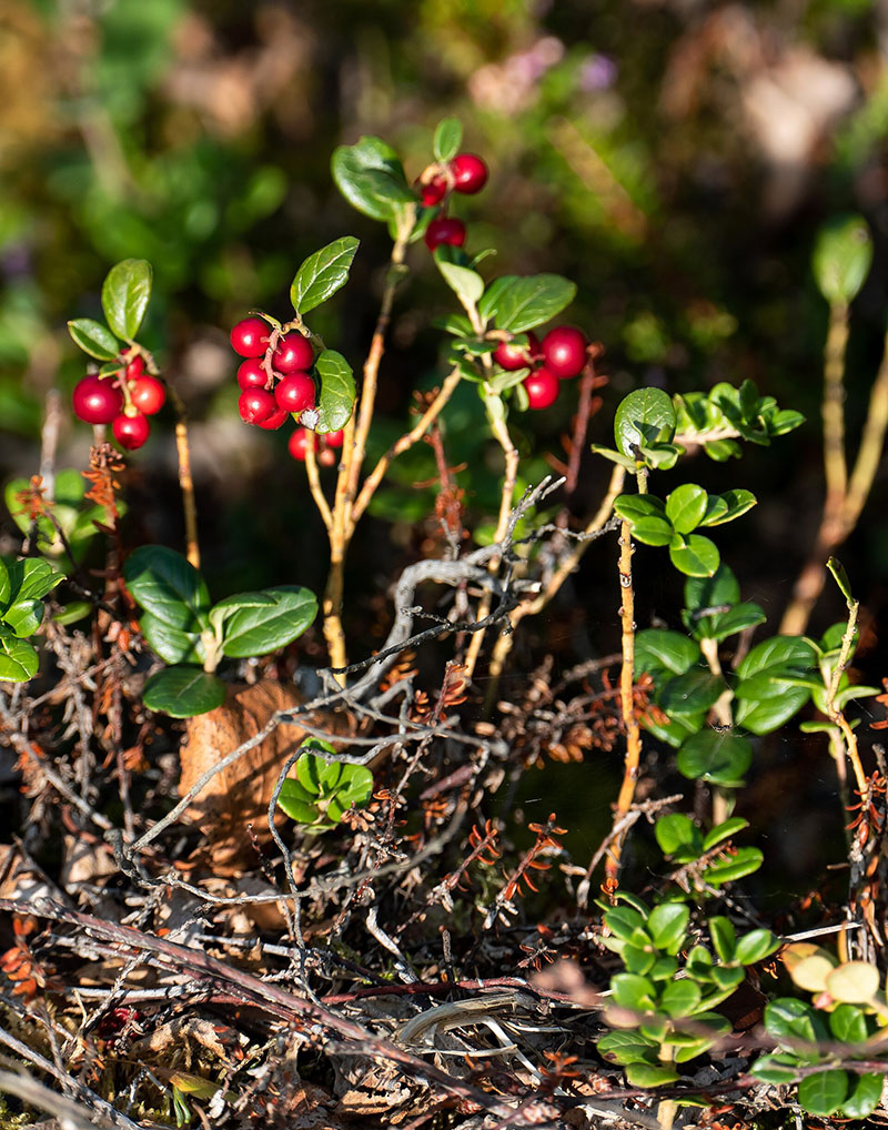 Брусника (Vactinium vitis-idaea)
