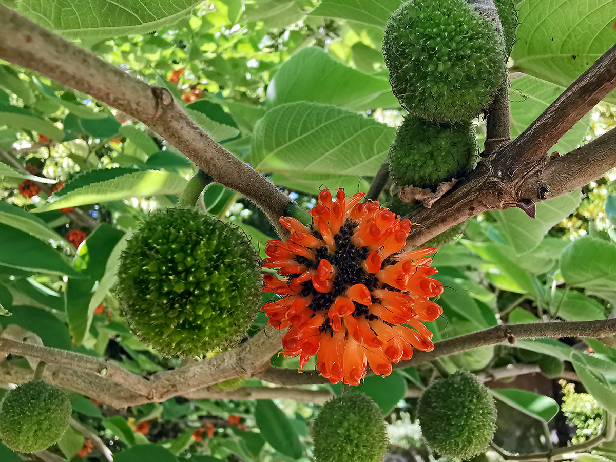 Плоды и соцветие бруссонетии бумажной (Broussonetia papyrifera)