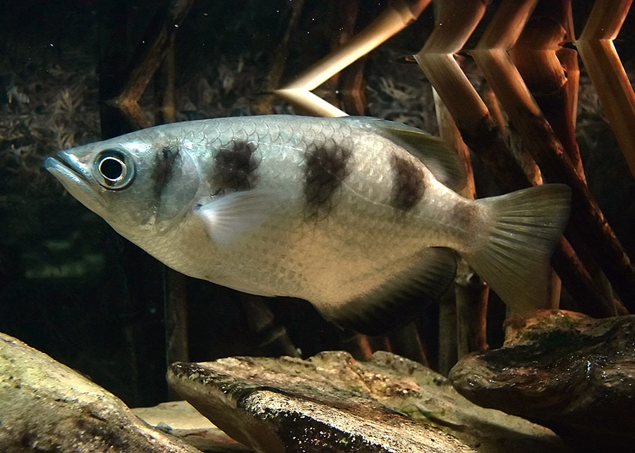 Полосатый брызгун (Banded archerfish)