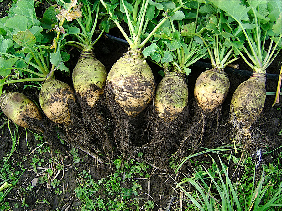 Корнеплоды брюквы (Brassica napus)