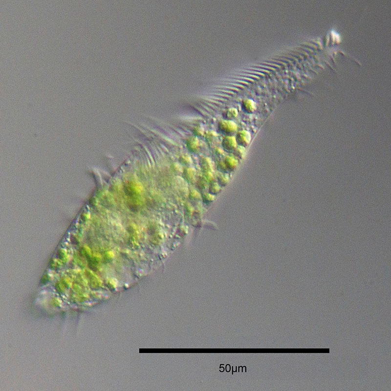 Микрофотография брюхоресничного червя Lepidodermella squamata