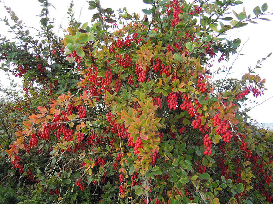 Барбарис обыкновенный (Berberis vulgaris)
