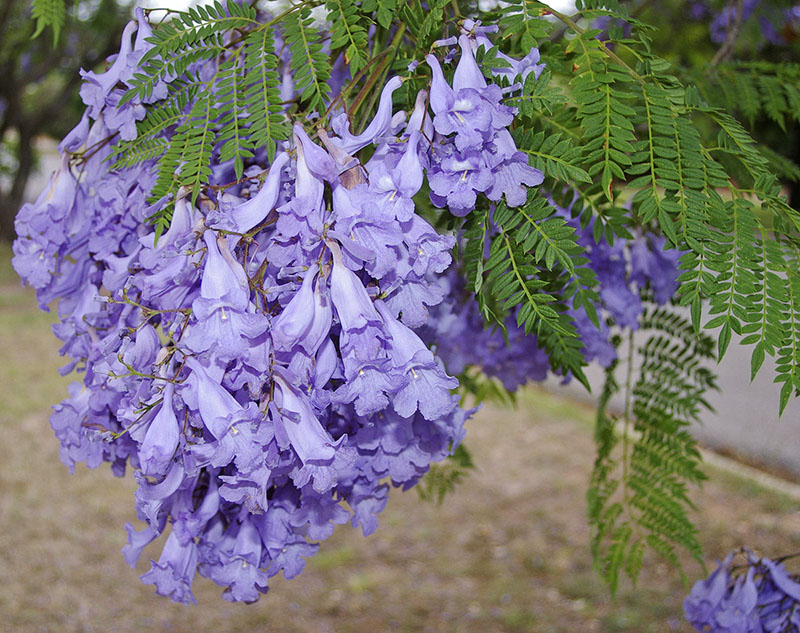 Жакаранда мимозолистная (Jacaranda mimosifolia)