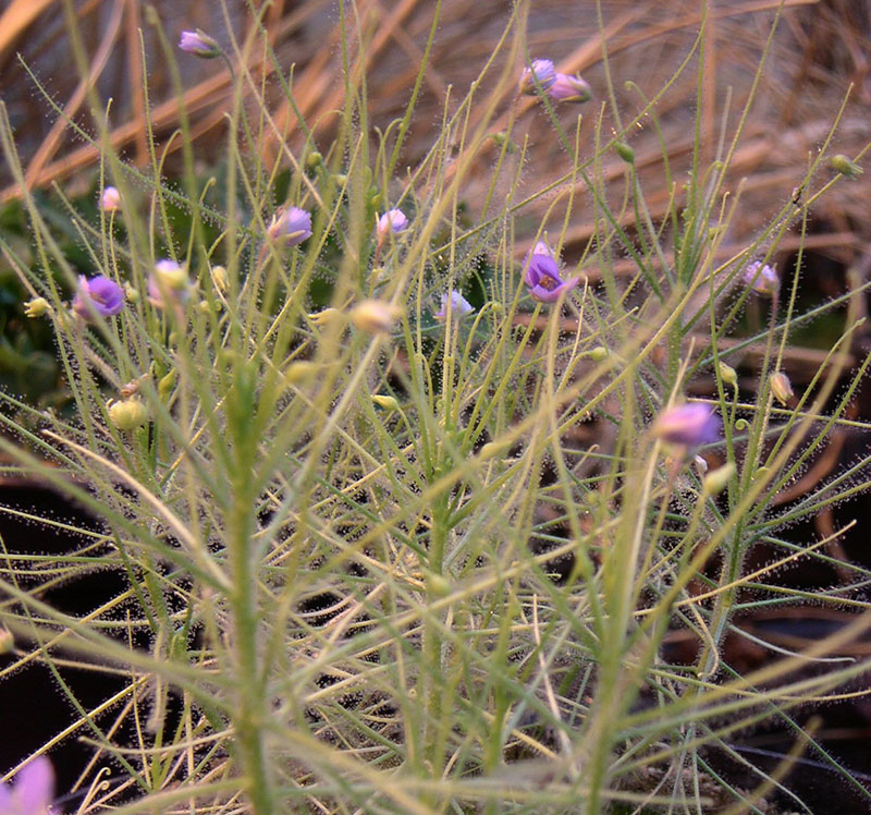 Библис льноцветковый (Byblis liniflora)