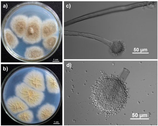 Рост Aspergillus tubingensis на среде Чапека