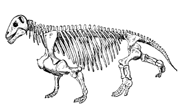 Скелет растительноядного дейноцефала Moschops capensis (реконструкция)