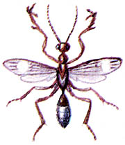 Дриниида Dryinus victorovi