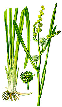 Ежеголовник прямой (Sparganium erectum)