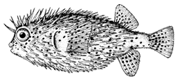 Ёж-рыбa (Diodon histrix)