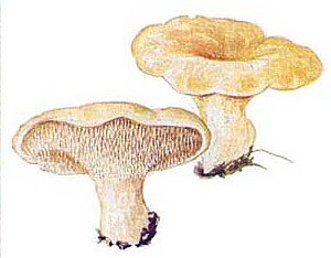 Ежовик жёлтый (Hydnum repandum)