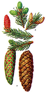 Ель обыкновенная (Picea abies)