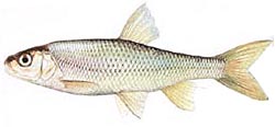Елец обыкновенный (Leuciscus leuciscus)