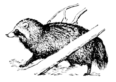 Енотовидная собака (Nyctereutes procyonoides)