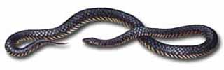 Чёрная ехидна (Pseudechis porphyriacus)